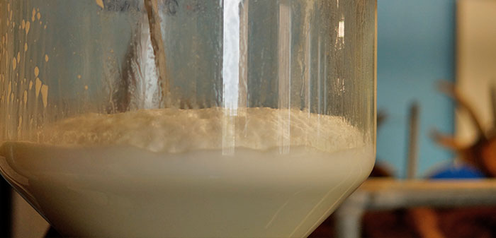 Die frisch gemolkene Milch wird direkt von den Eutern in eine Sammelglocke gepumpt.