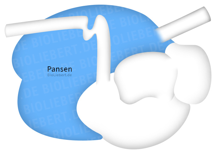 Pansen-Zeichnung BioLiebert.de