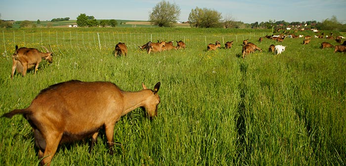 Ziege steht mit Herde auf der grünen Weide